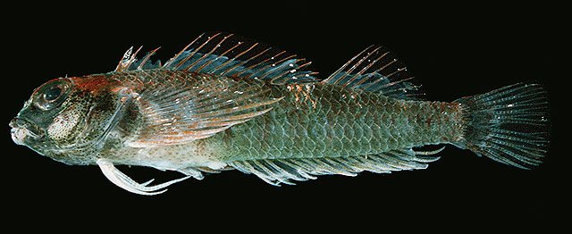 (Enneapterygius) Род ТЕМНЫЕ ТРОЕПЕРЫ 59 видов